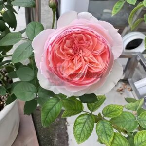Madoka Rose丨Your roses