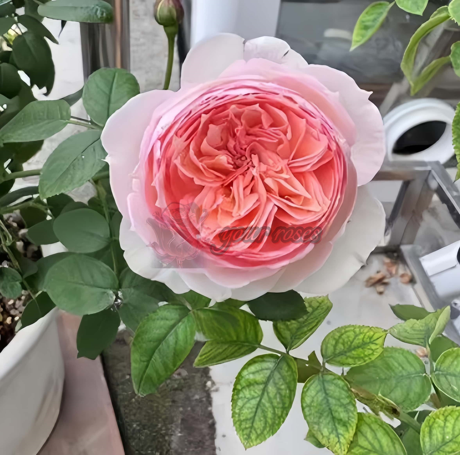 Madoka Rose丨Your roses
