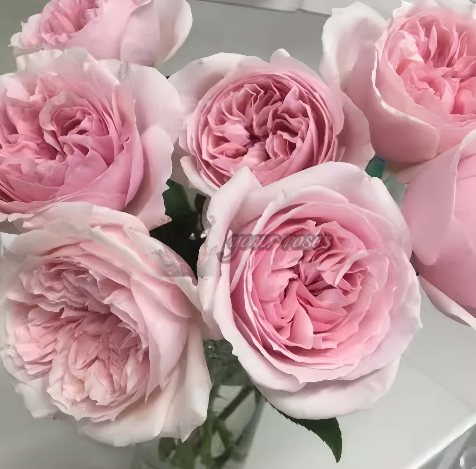 Madoka Rose for sale丨Your roses