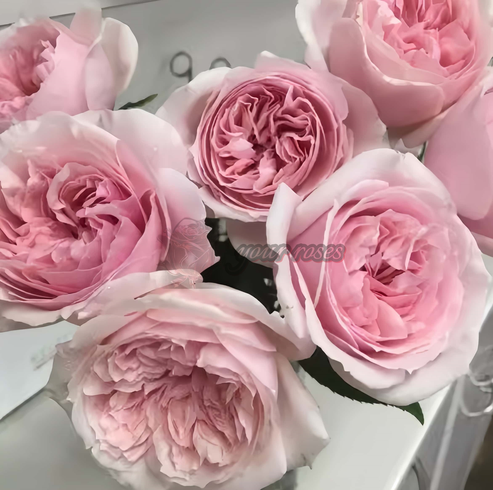 Madoka Rose丨Your roses