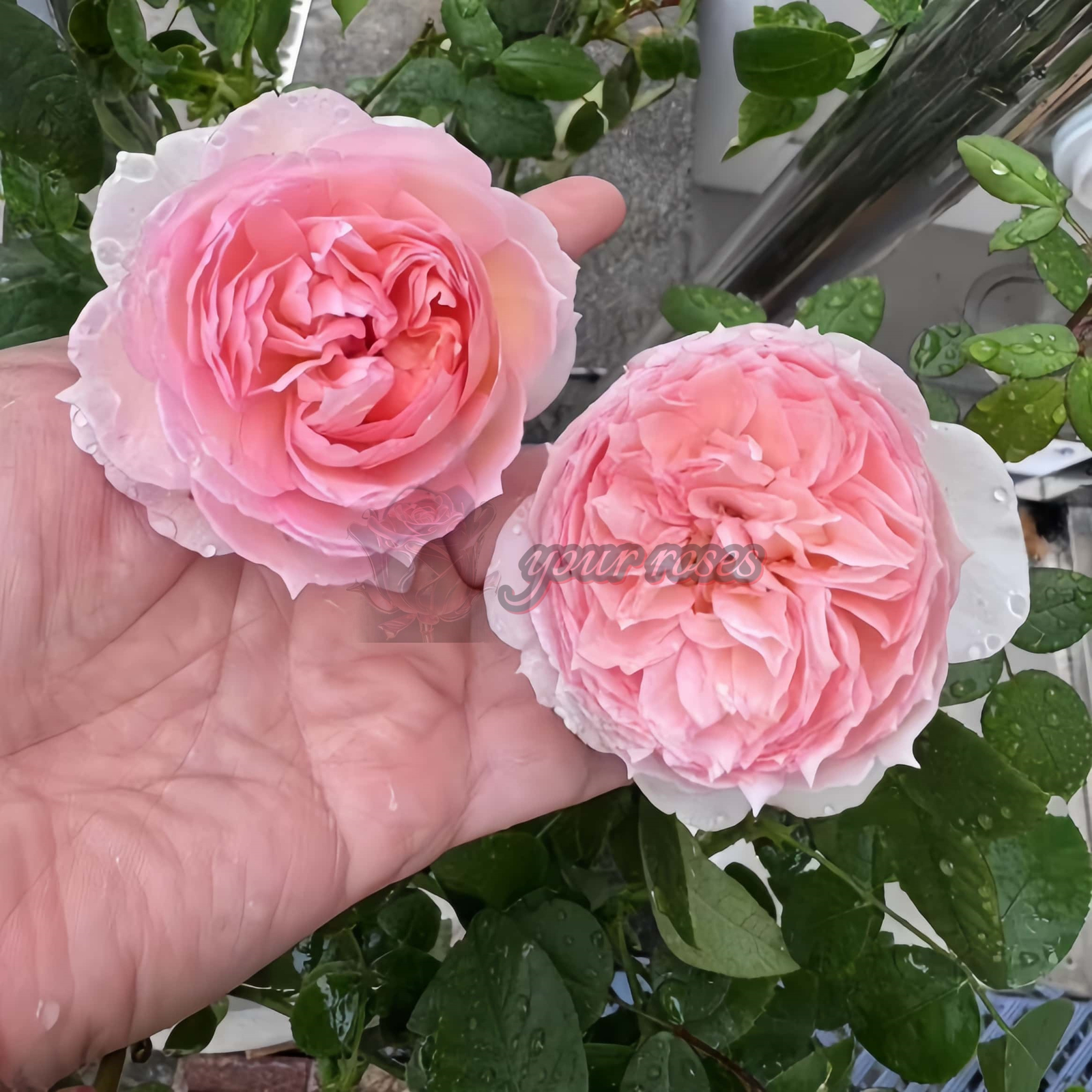 Madoka Rose plant丨Your roses