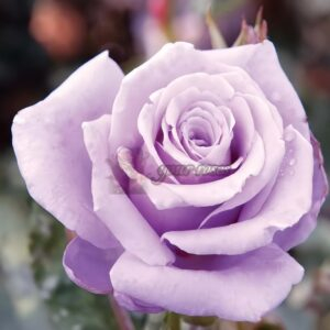 Sterling Silver Rose plant丨Your roses