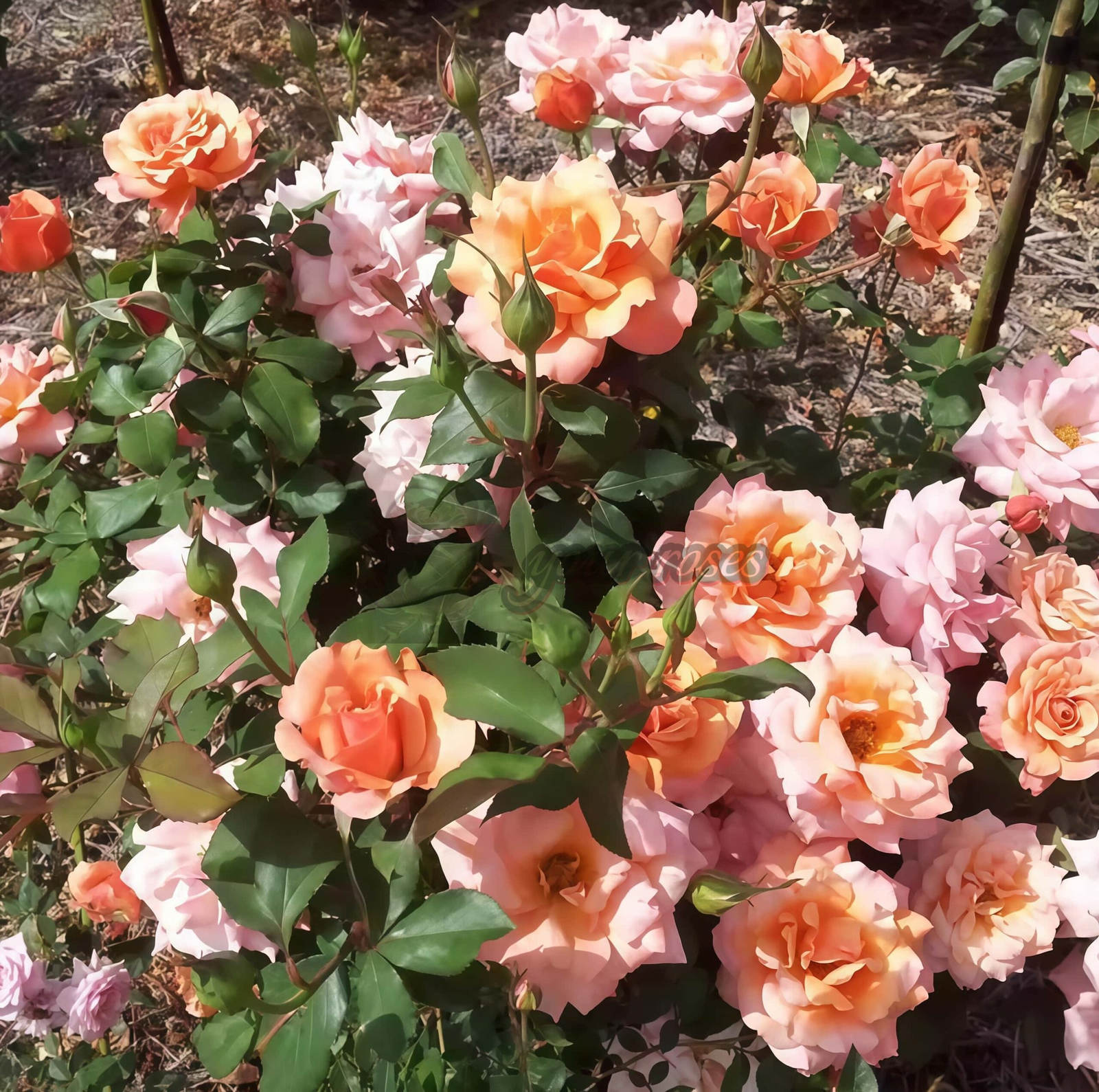 Tuscan Sun Rose丨Your roses