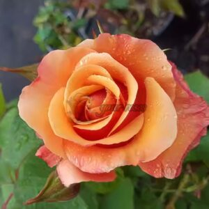 Tuscan Sun Rose for sale丨Your roses