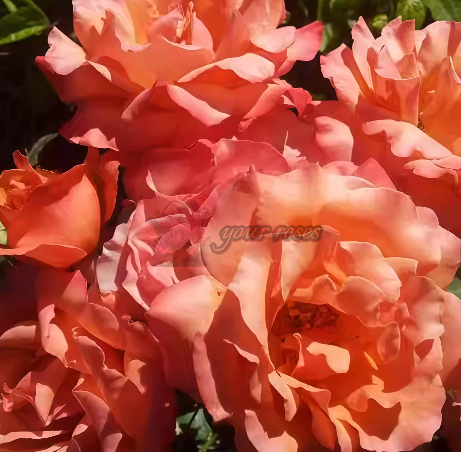 Tuscan Sun Rose plant丨Your roses