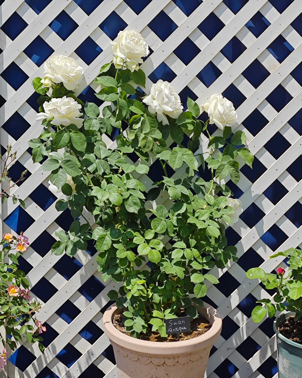 Click to view full screen Cygne Antike Rose photo review