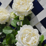 Cygne Antike Rose photo review