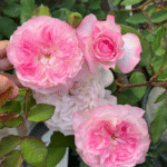 Zhijin Rose Plant|知瑾 photo review