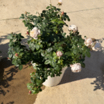 Panier Rose Plant|河本篮子|织萝 photo review