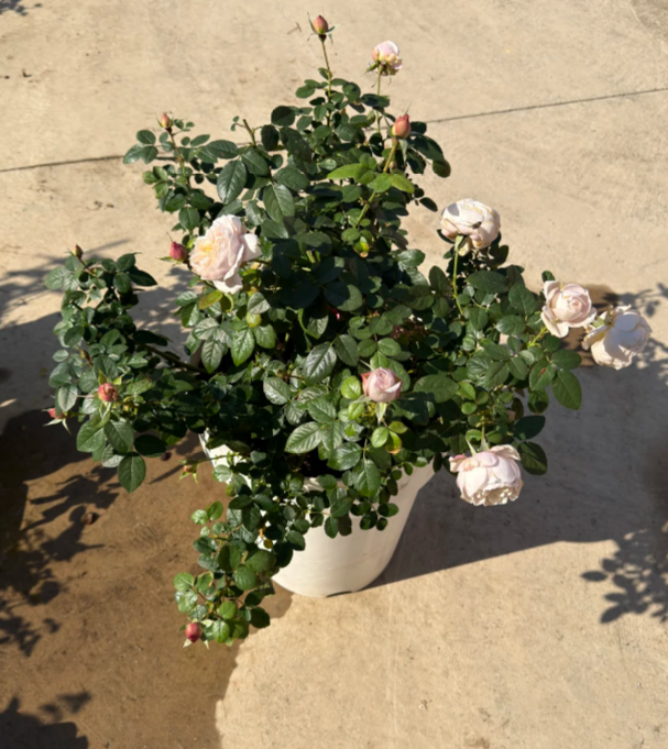 Click to view full screen Panier Rose Plant|河本篮子|织萝 photo review