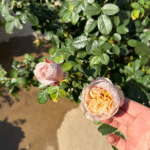 Panier Rose Plant|河本篮子|织萝 photo review