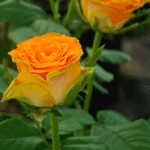 Copper Kiss Rose Plant|Dutch Rose|铜吻 photo review