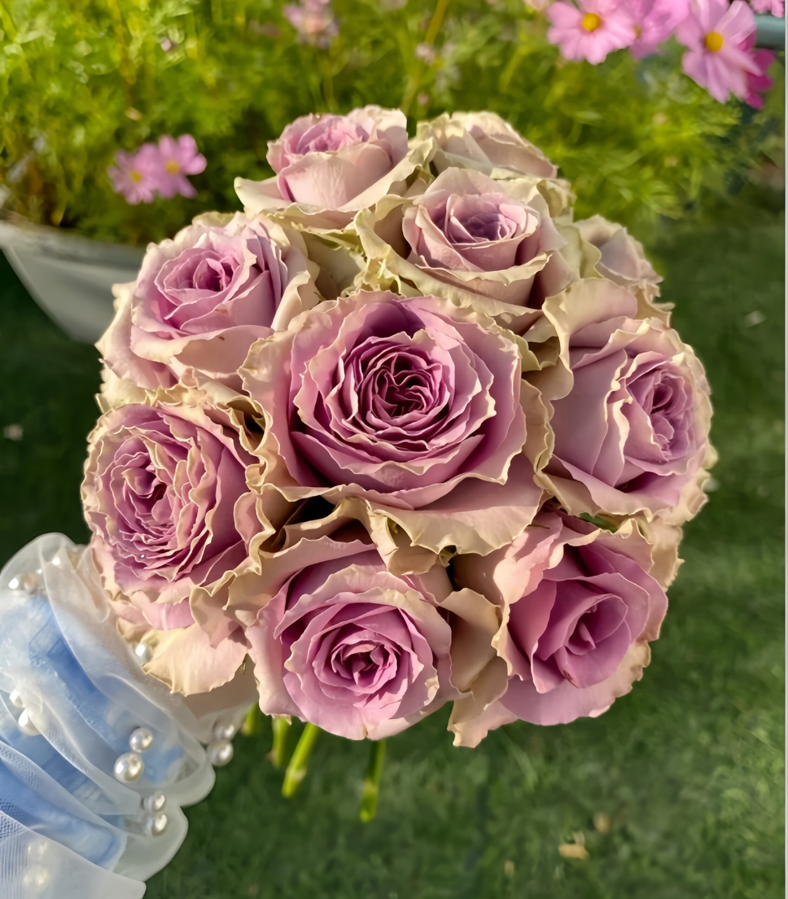 Troy Rose plant丨Your roses