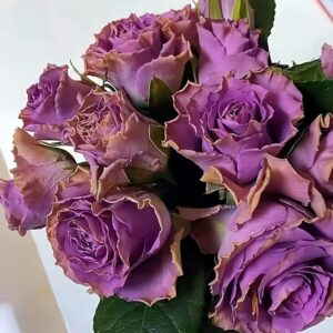 Route 42 Rose plant丨Your roses