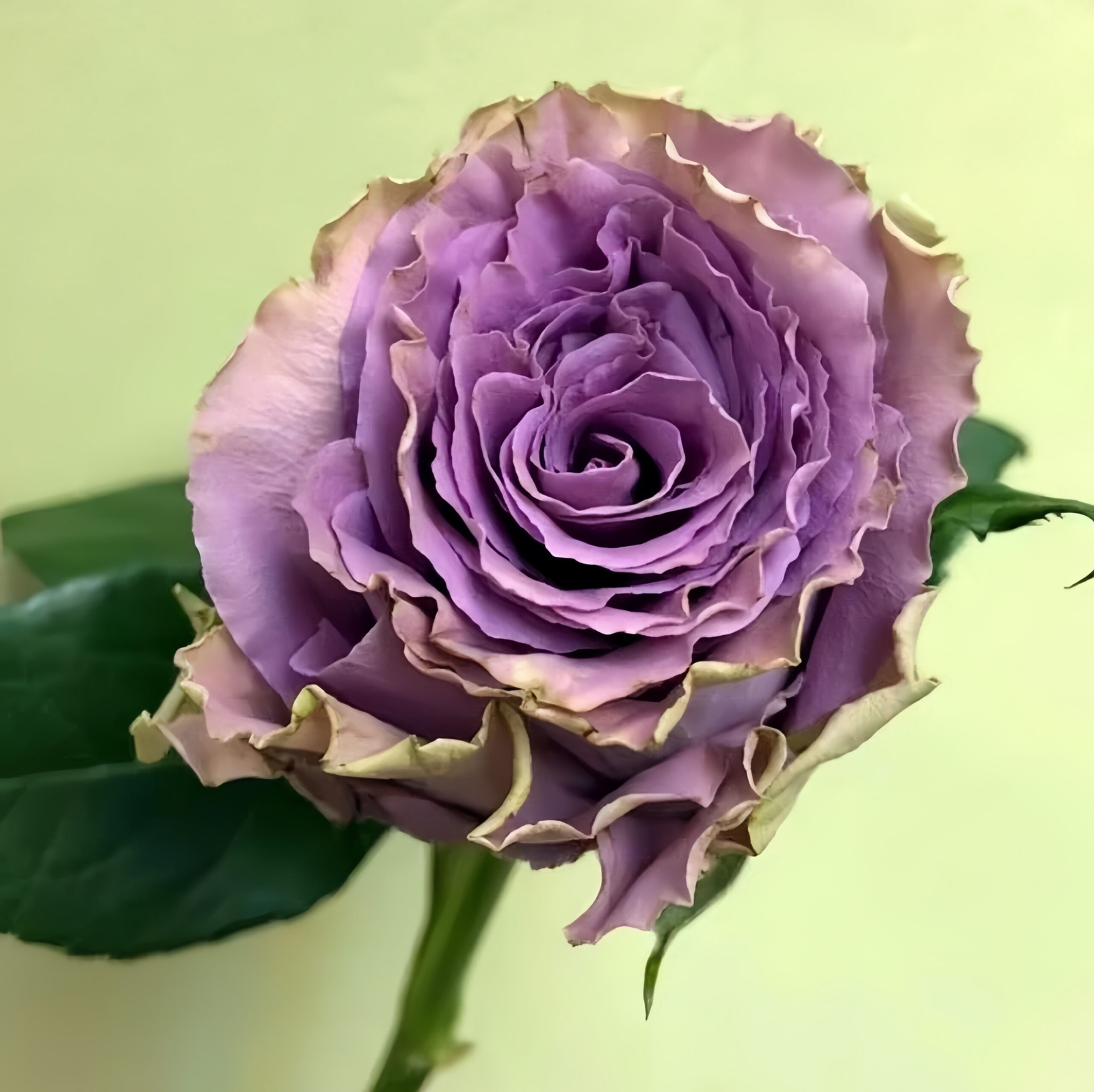 Route 42 Rose for sale丨Your roses