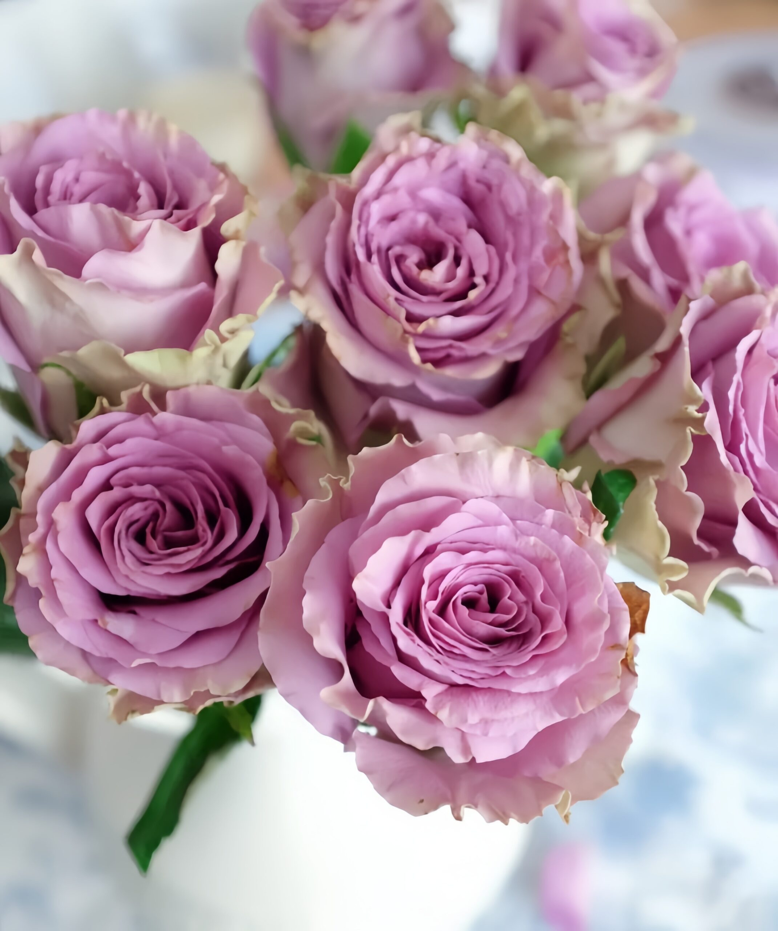 Byzantine Rose plant丨Your roses