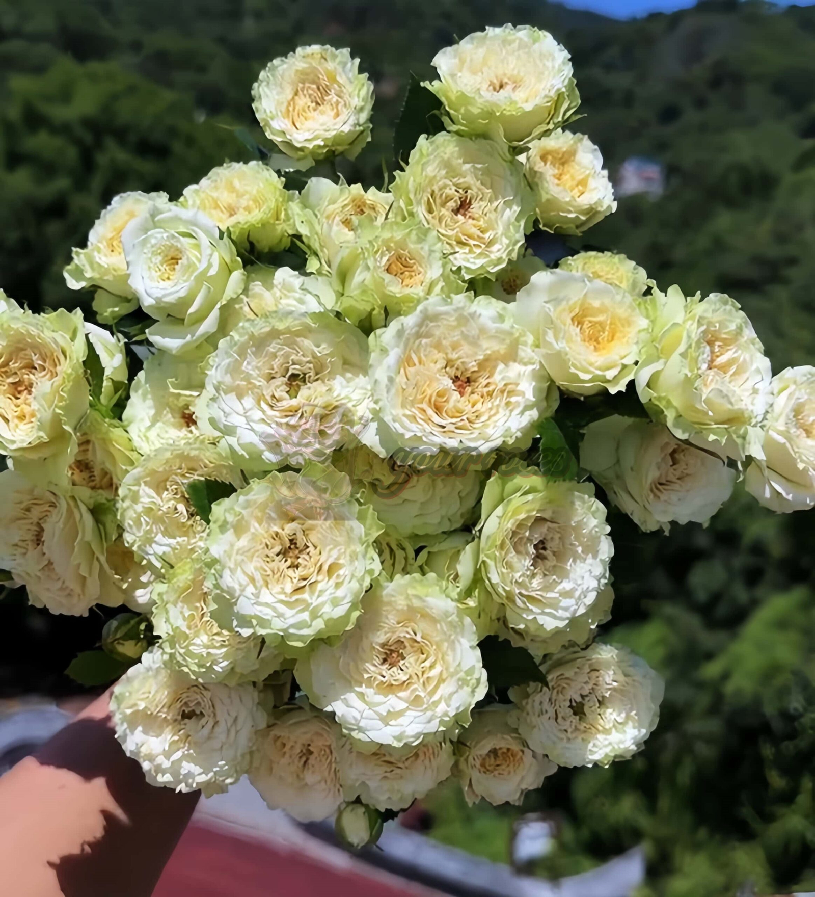 Be Strong Rose for sale丨Your roses