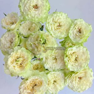 Be Strong Rose丨Your roses
