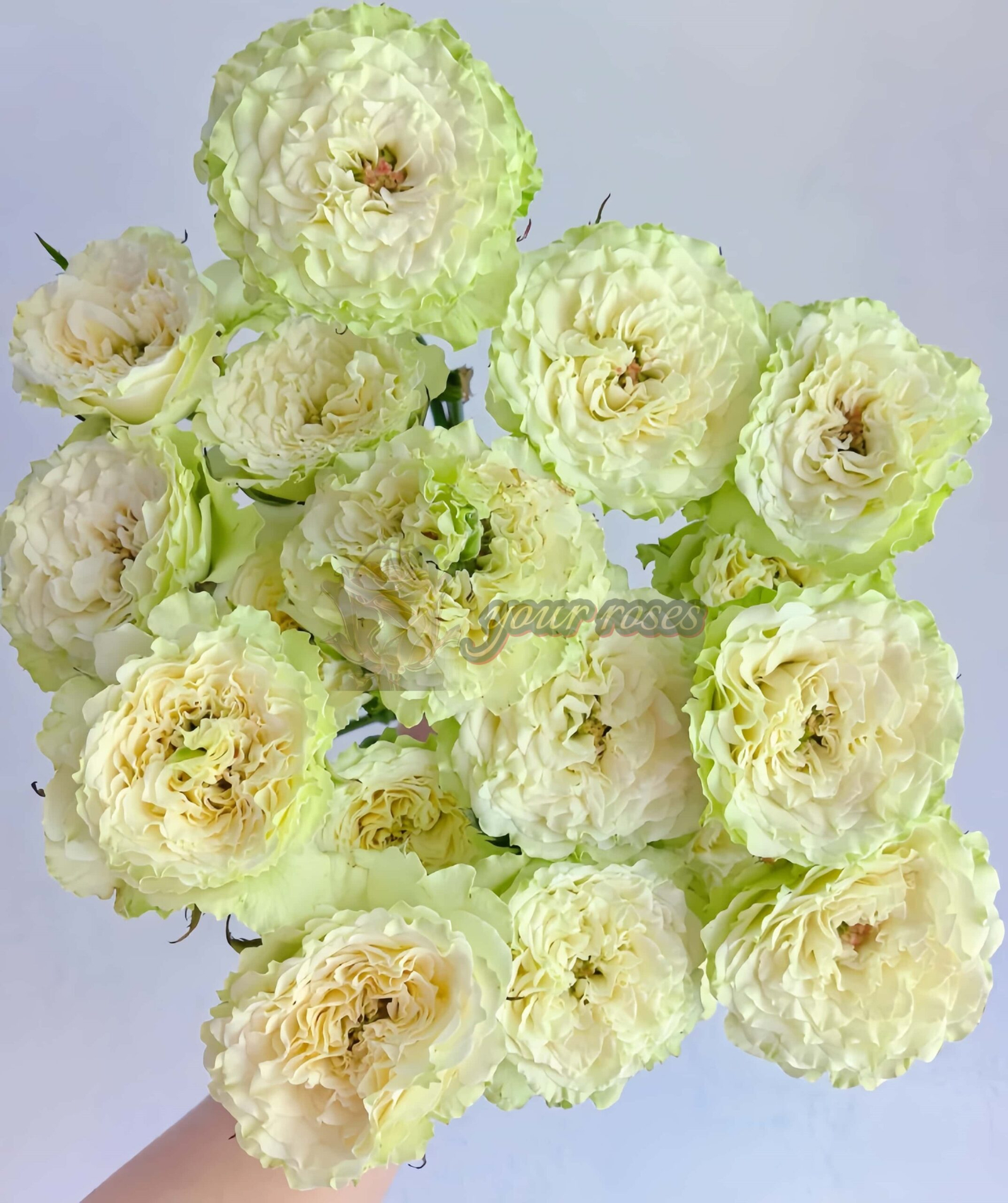 Be Strong Rose丨Your roses
