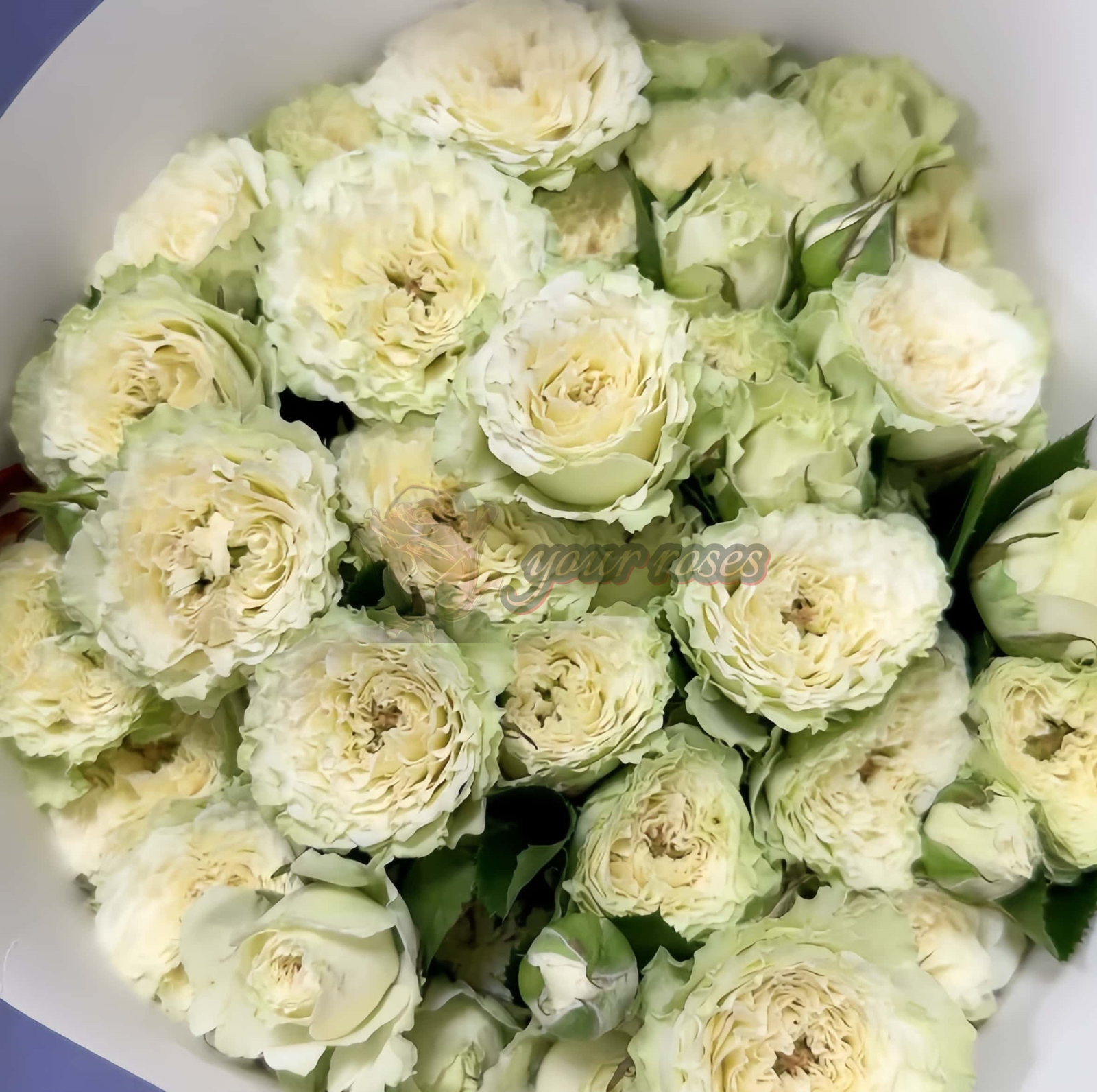 Be Strong Rose plant丨Your roses
