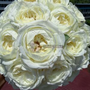 Chic-White Rose丨Your roses