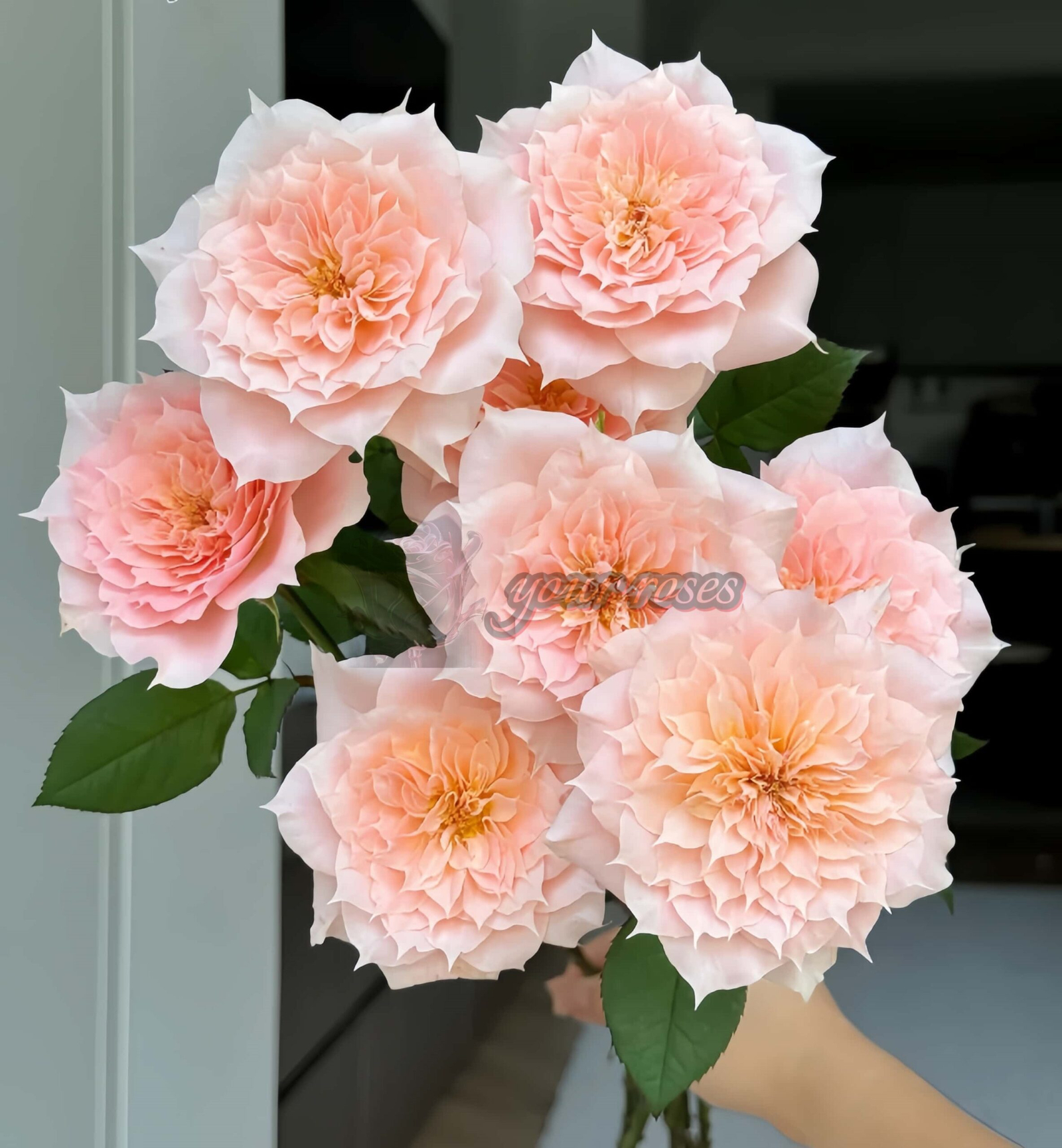 Curly Puppy Rose丨Your roses