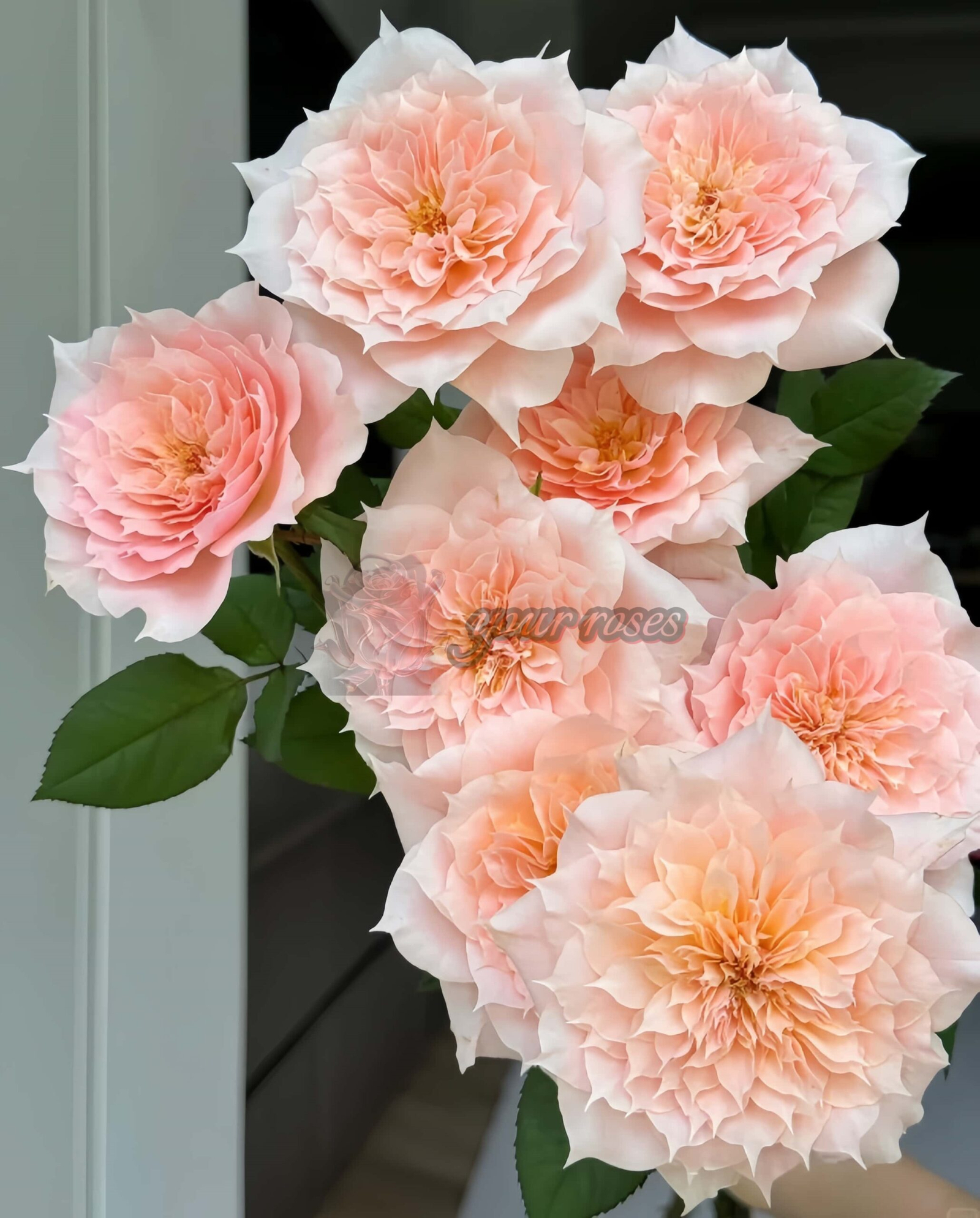 Curly Puppy Rose for sale丨Your roses