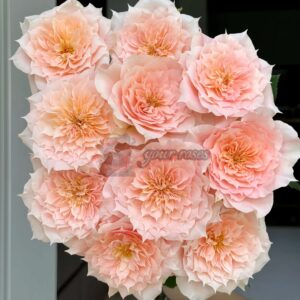 Curly Puppy Rose丨Your roses