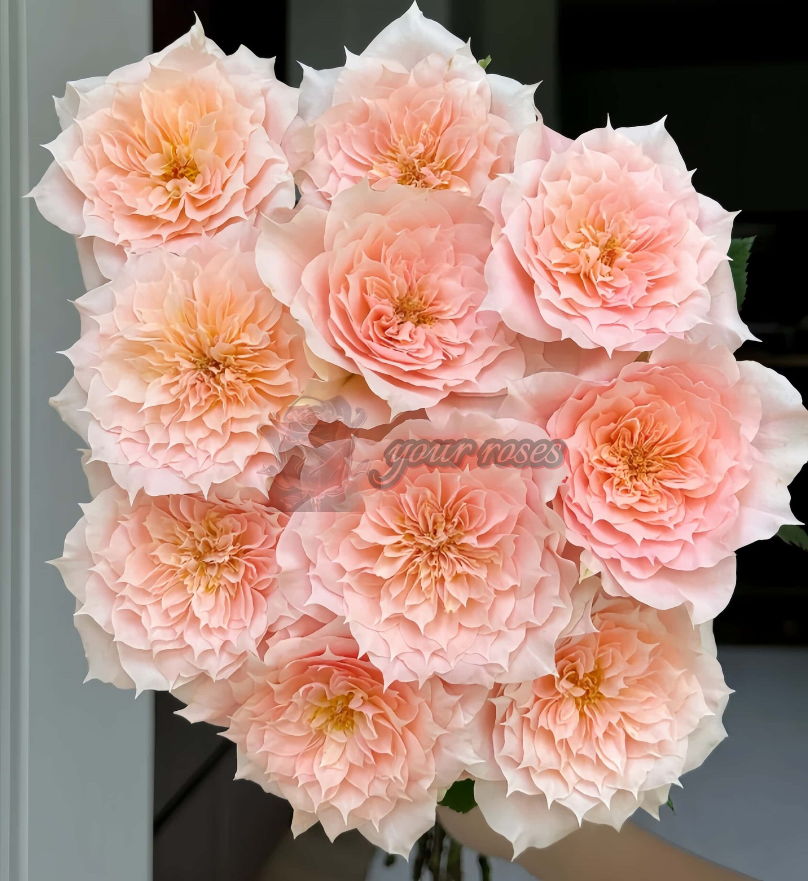 Curly Puppy Rose丨Your roses