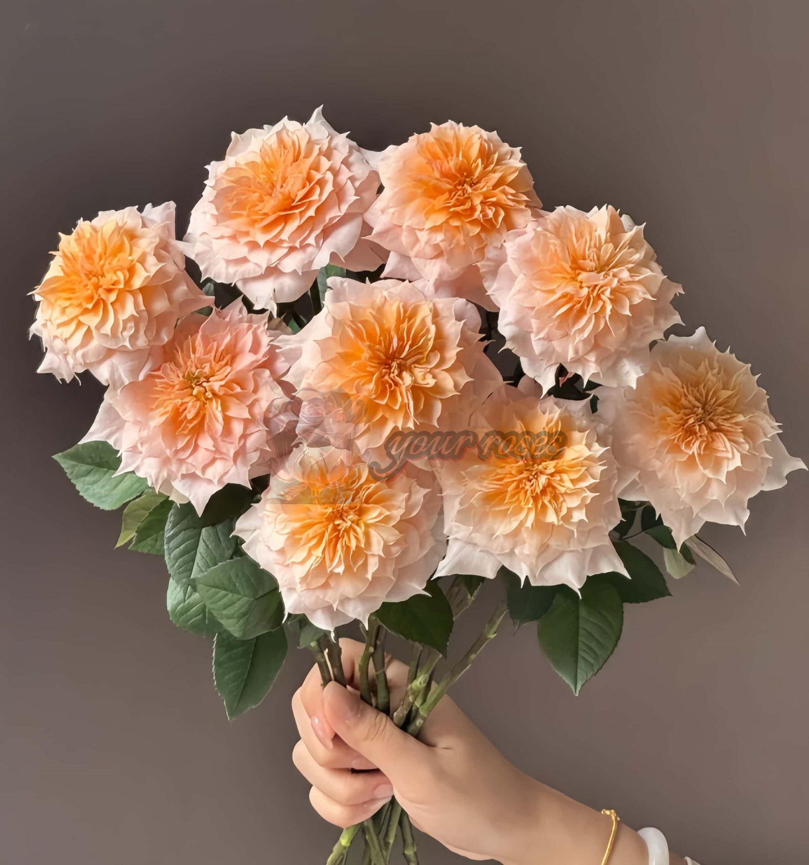 Curly Puppy Rose plant丨Your roses