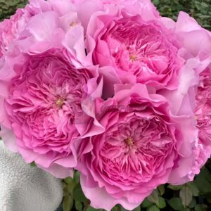Flora Rose plant丨Your roses