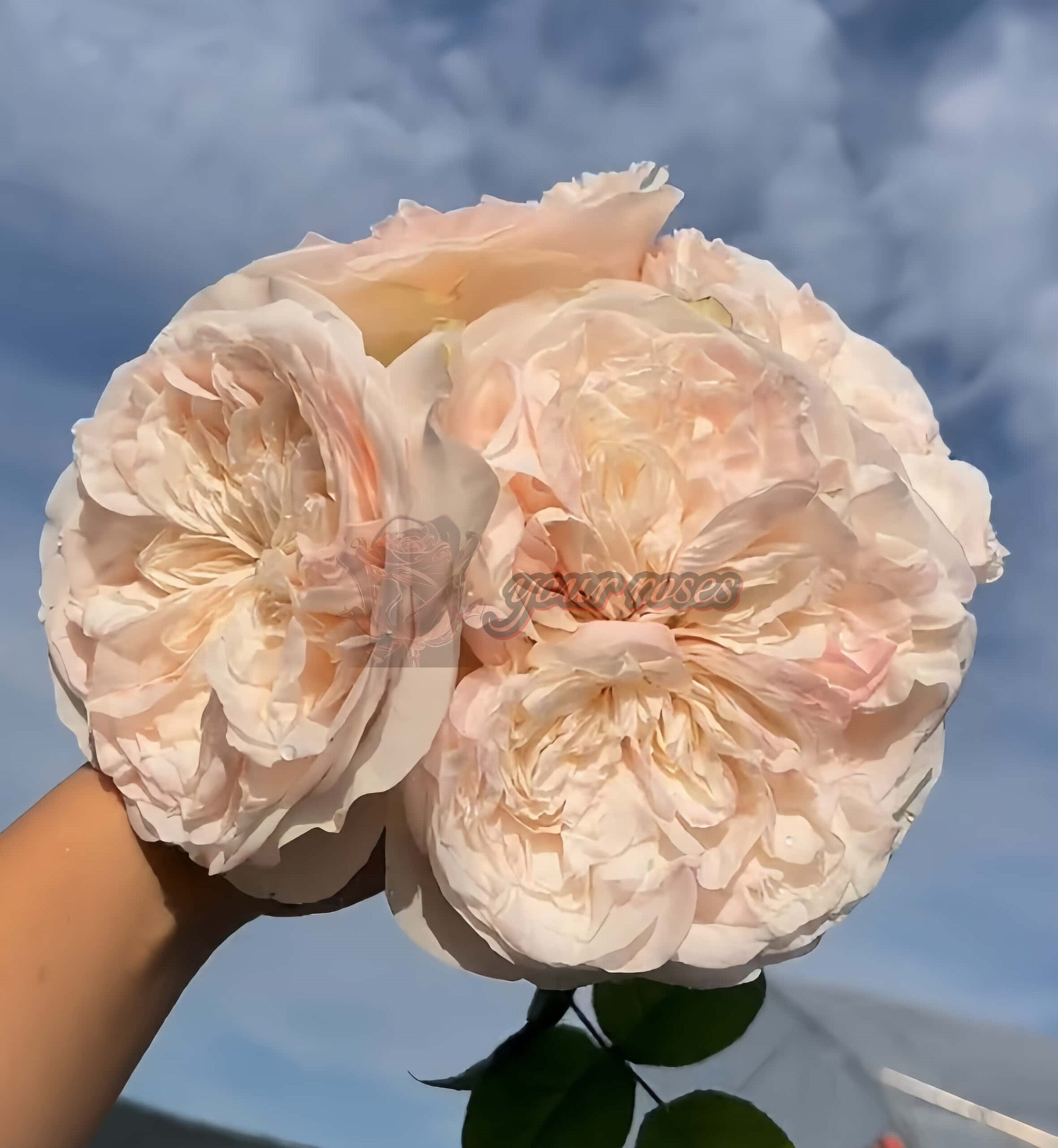Garden Lincoln Park Rose丨Your roses