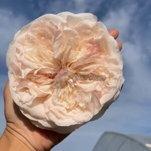 Garden Lincoln Park Rose plant丨Your roses