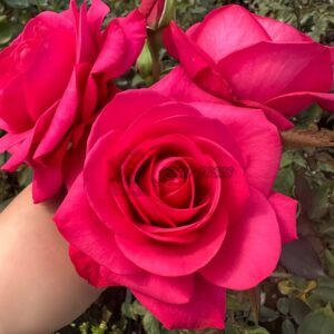 Inception Rose for sale丨Your roses