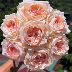 Lady Chapel Rose丨Your roses