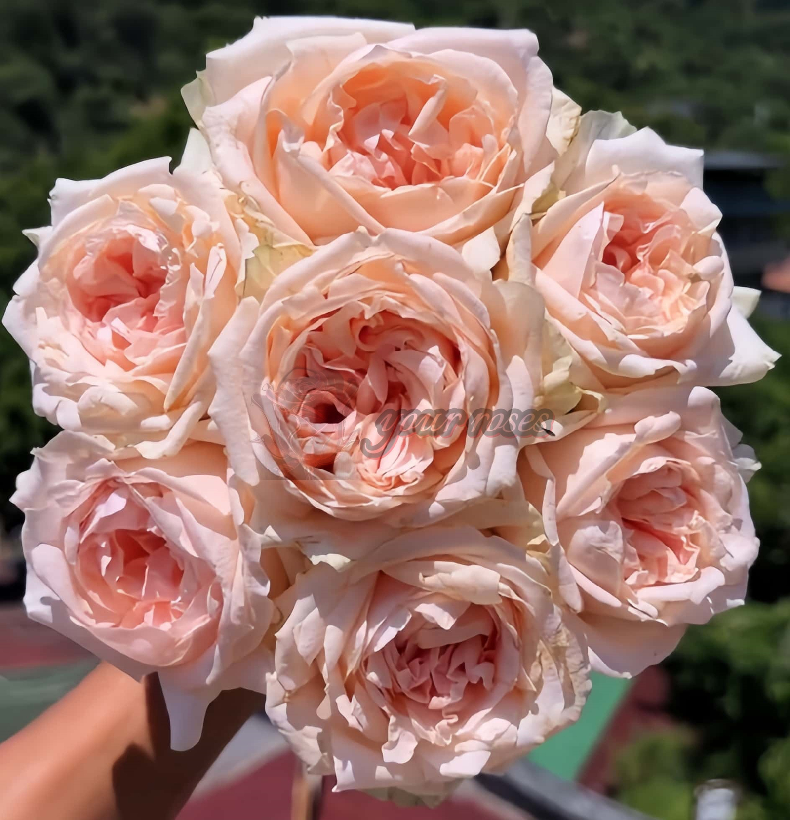 Lady Chapel Rose丨Your roses