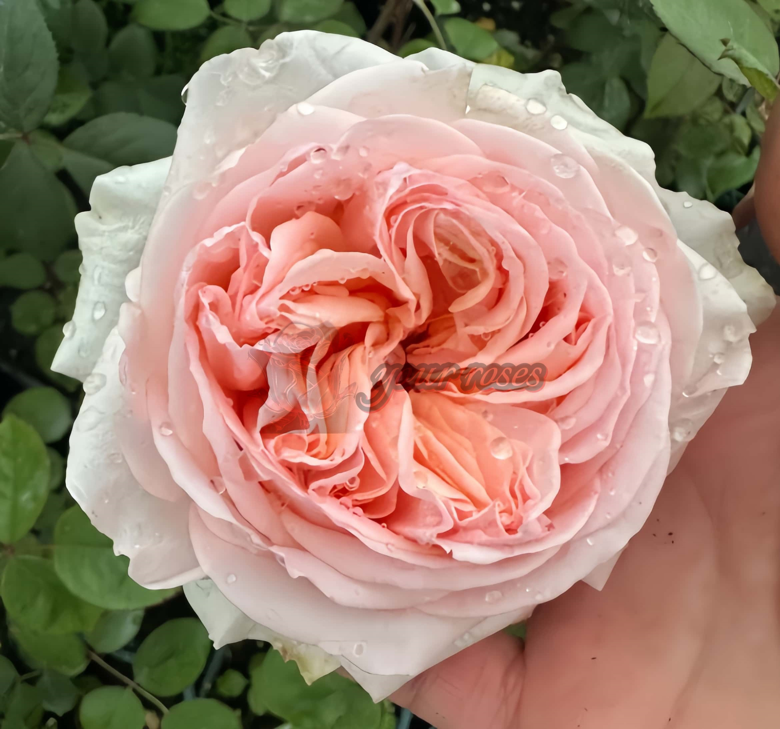 Lady Chapel Rose for sale丨Your roses