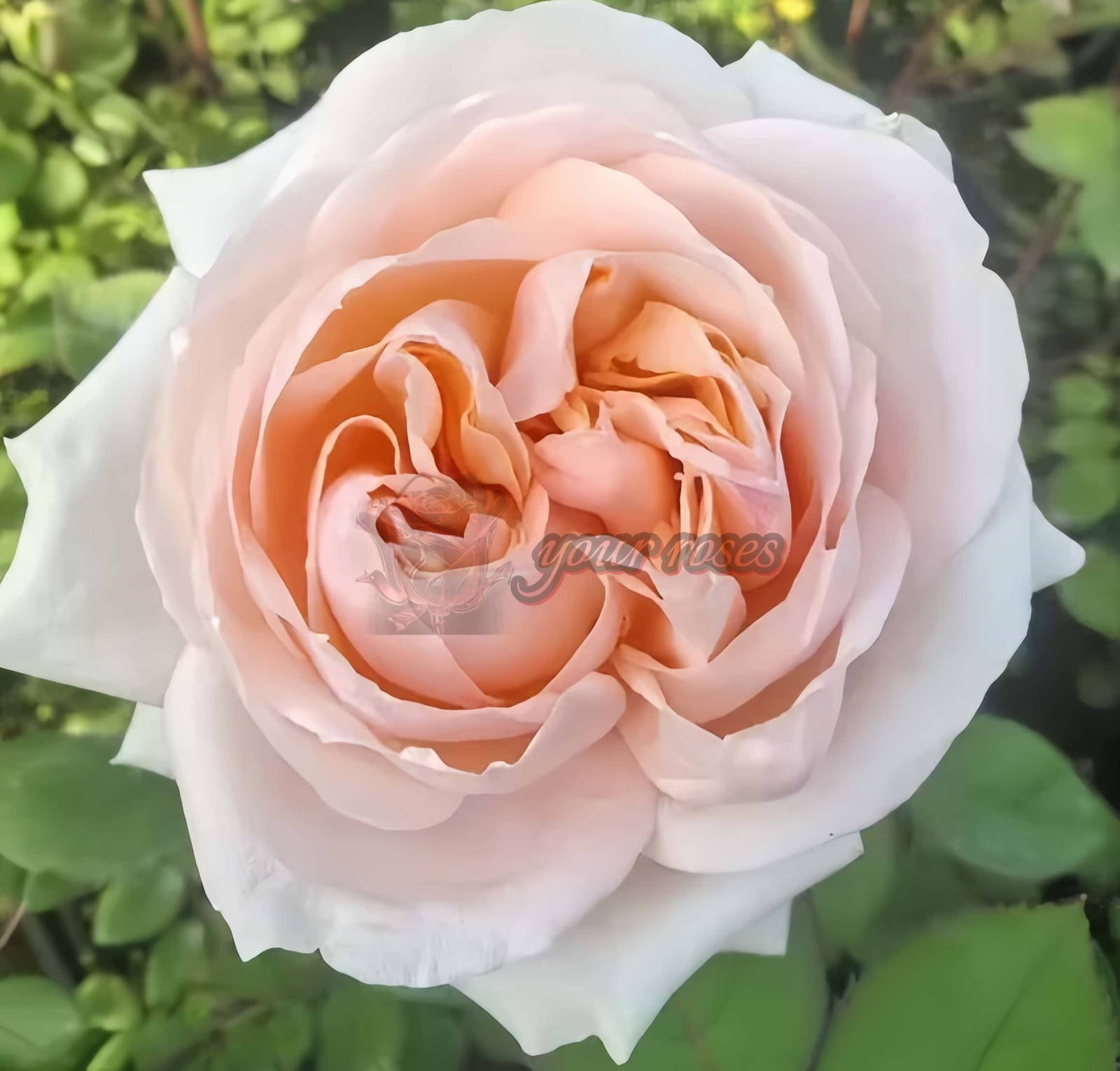 Lady Chapel Rose丨Your roses