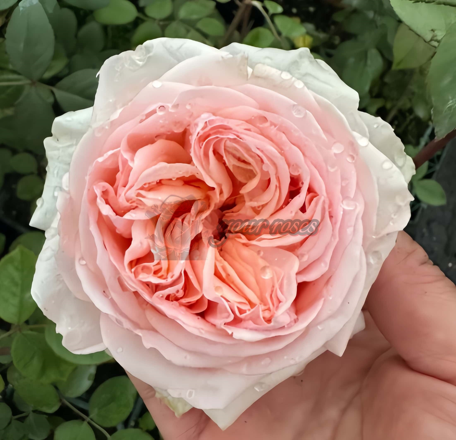 Lady Chapel Rose plant丨Your roses