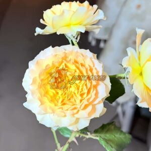 Luminous Rose丨Your roses