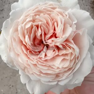 Meng Li Hu Die Rose plant丨Your roses