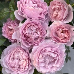 Po Suo Rose for sale丨Your roses