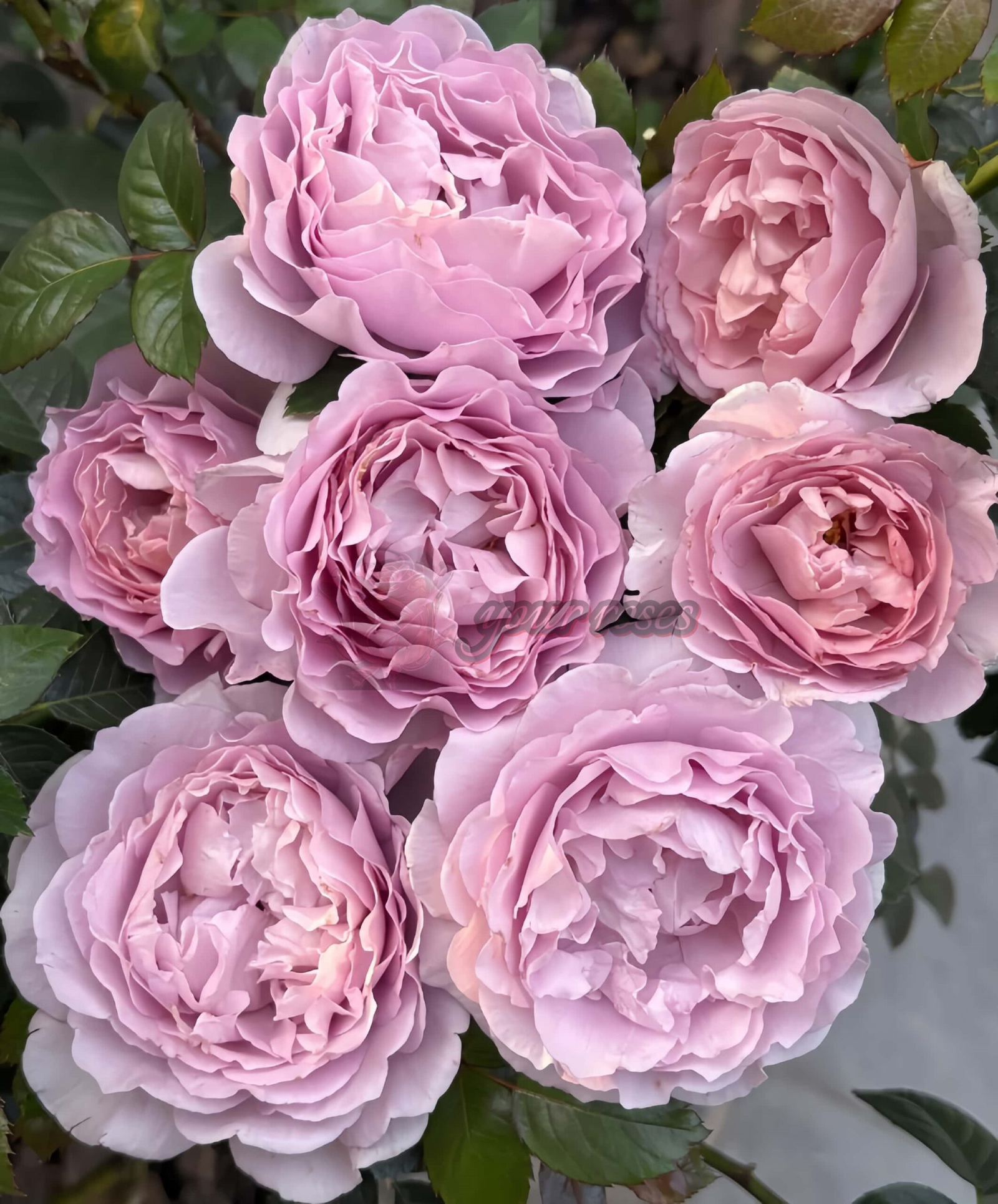 Po Suo Rose for sale丨Your roses