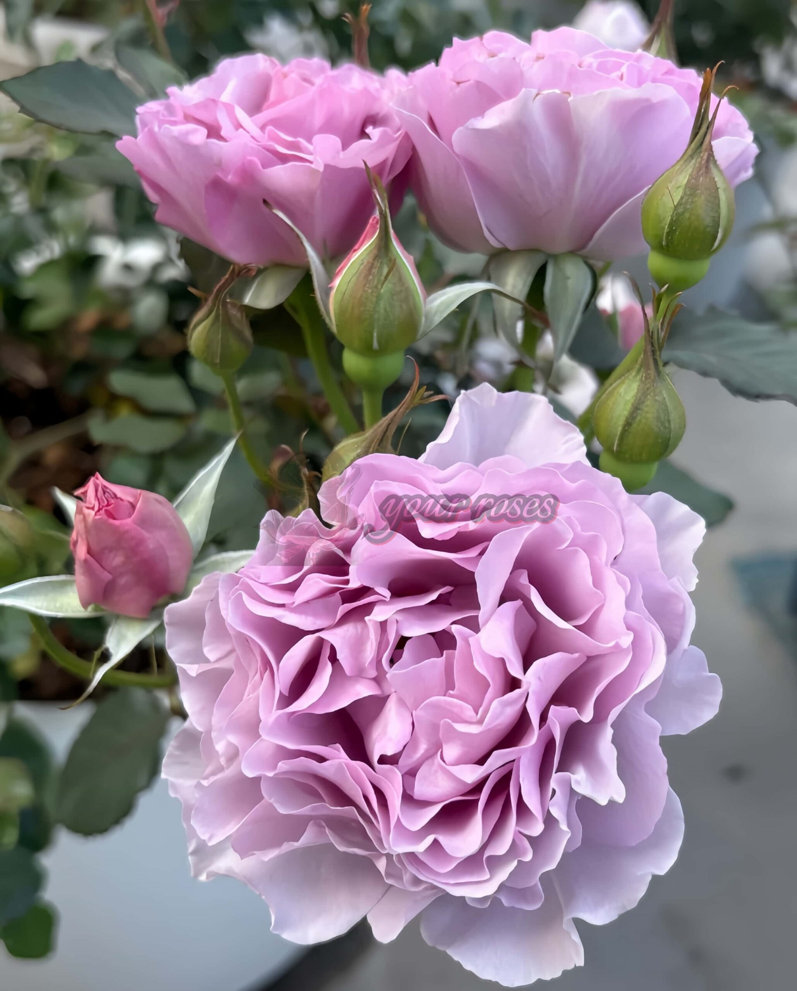 Po Suo Rose丨Your roses