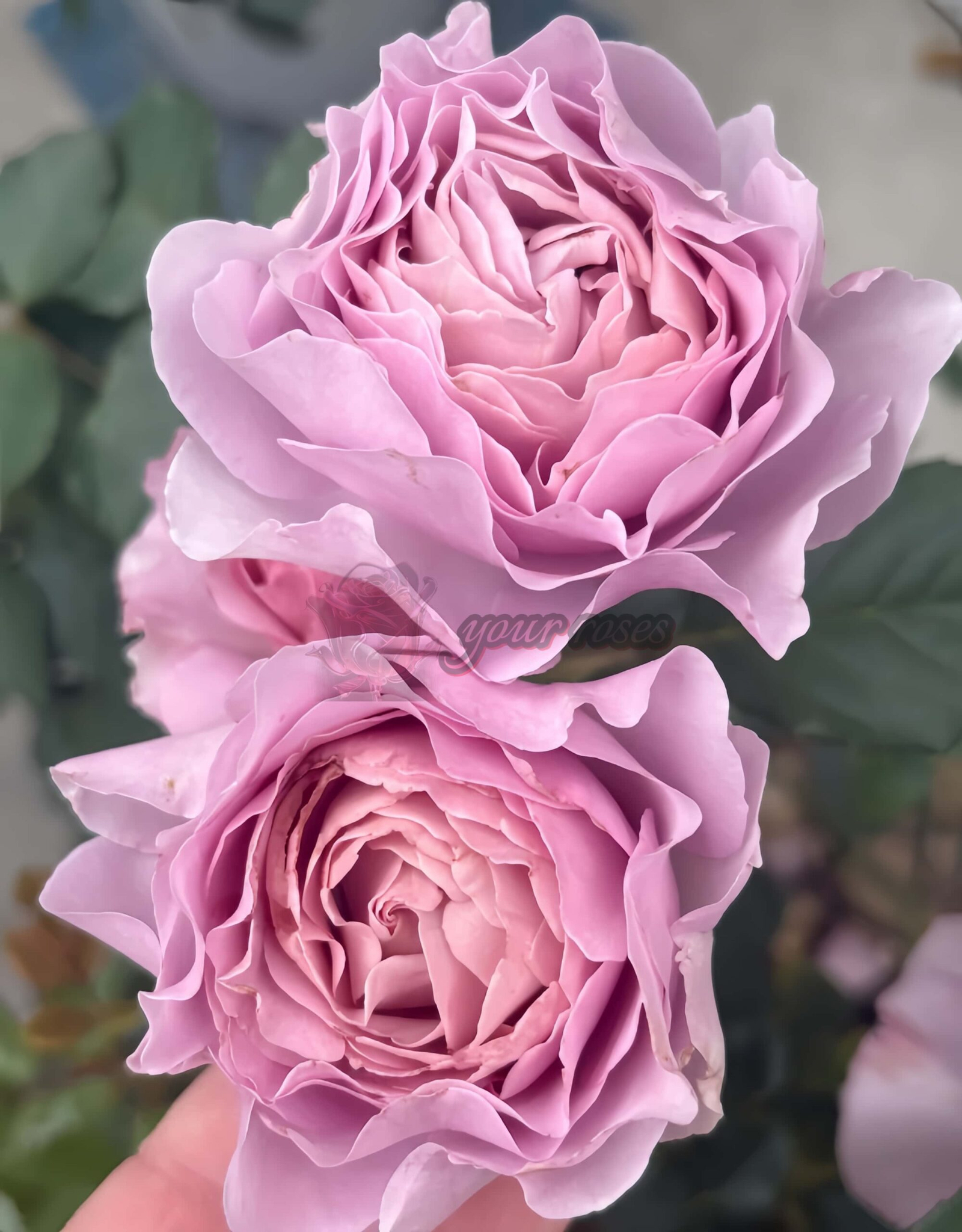 Po Suo Rose plant丨Your roses