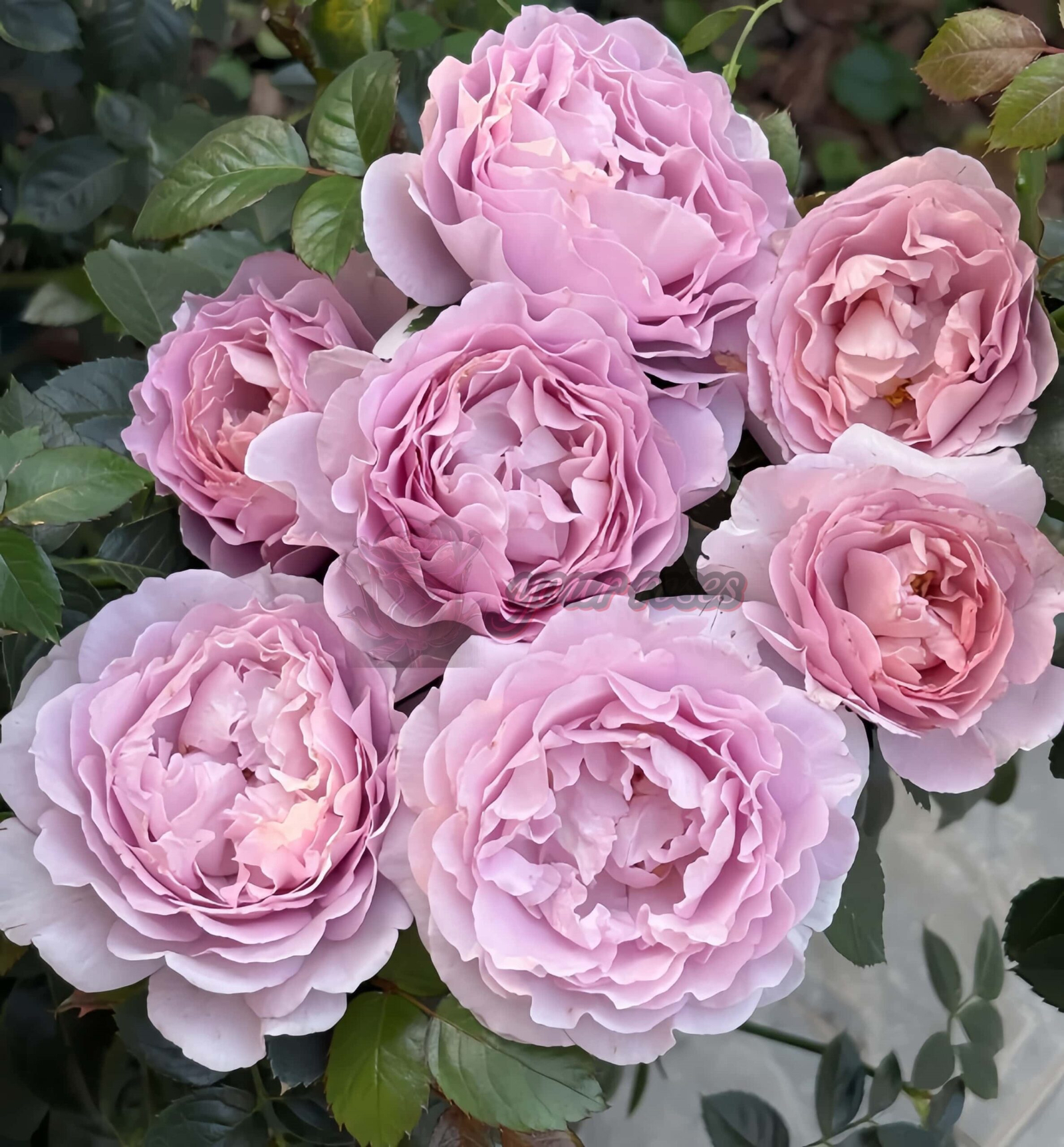 Po Suo Rose丨Your roses