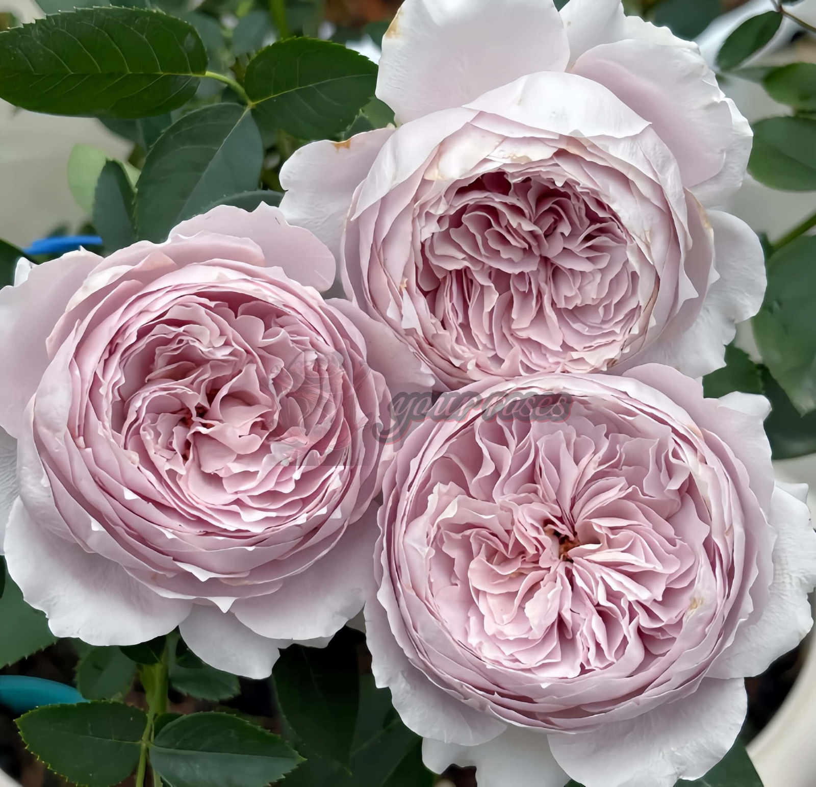 Qing Se Yan Yu Rose丨Your roses