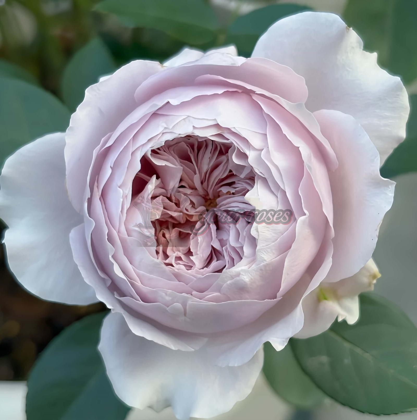 Qing Se Yan Yu Rose丨Your roses