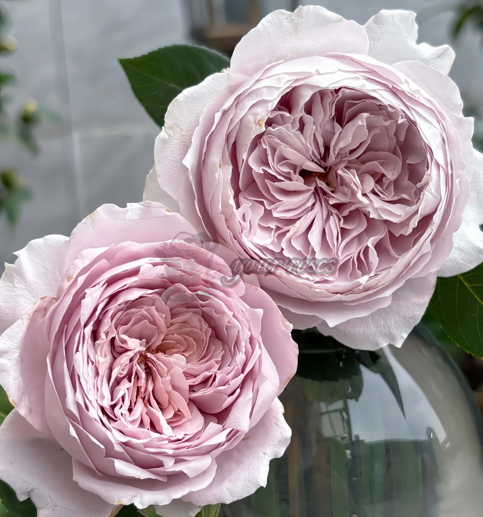 Qing Se Yan Yu Rose for sale丨Your roses