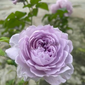 Qingmeng Rose丨Your roses